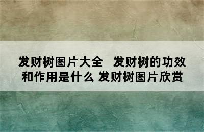 发财树图片大全   发财树的功效和作用是什么 发财树图片欣赏